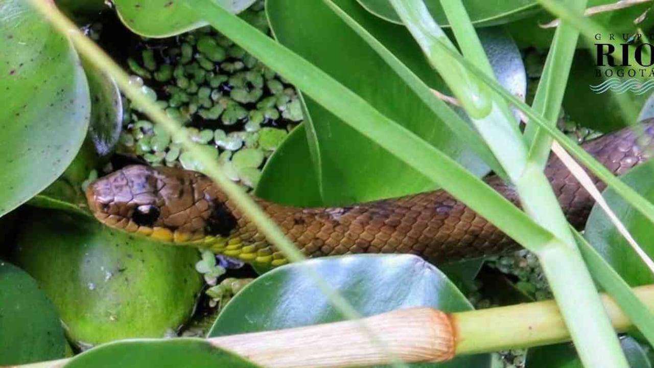 La culebra de pantano es uno de los animales con menos reportes en los humedales. Foto: Maira Ruge - Fundación Humedales Bogotá.
