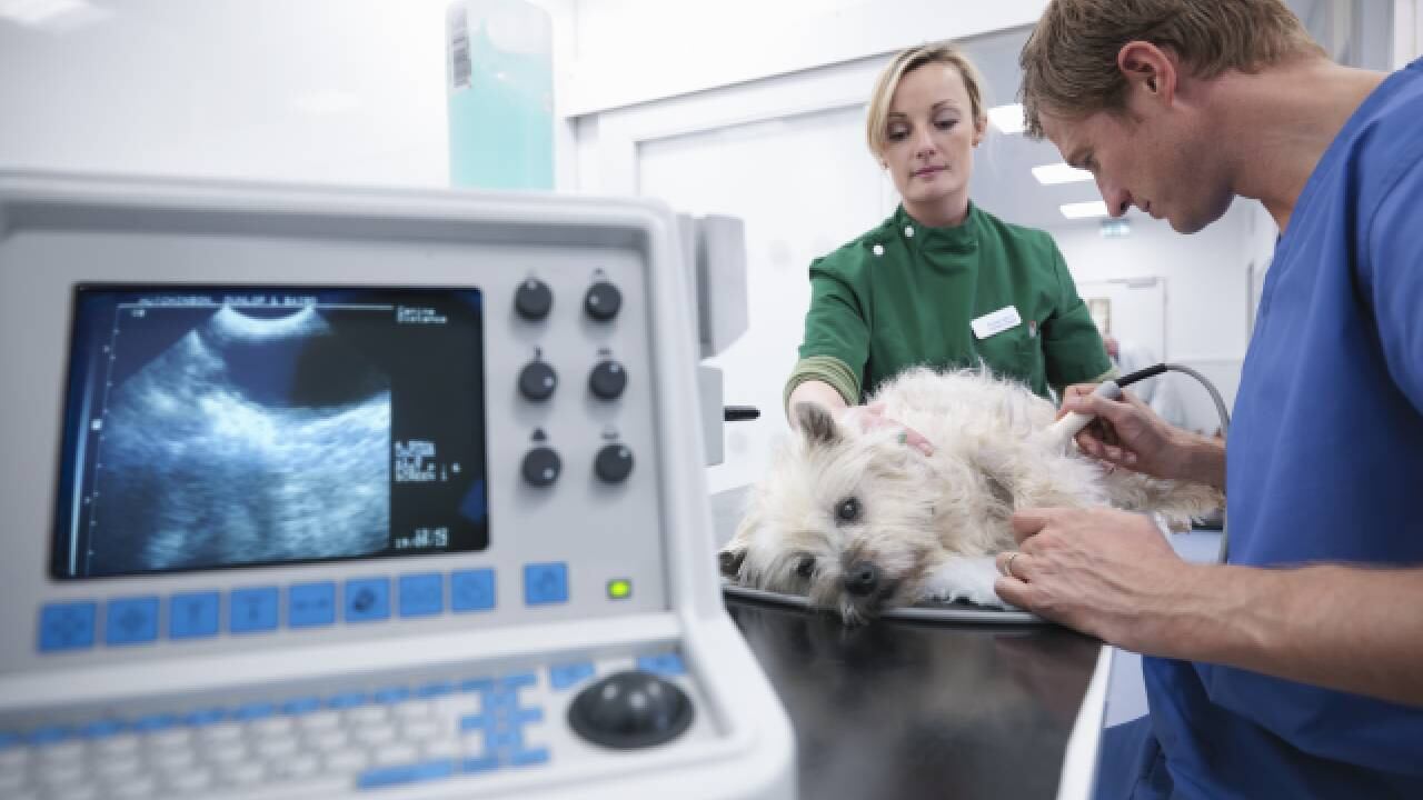 Actualmente el área de la medicina veterinaria, está requiriendo varios empleados en distintas zonas del país