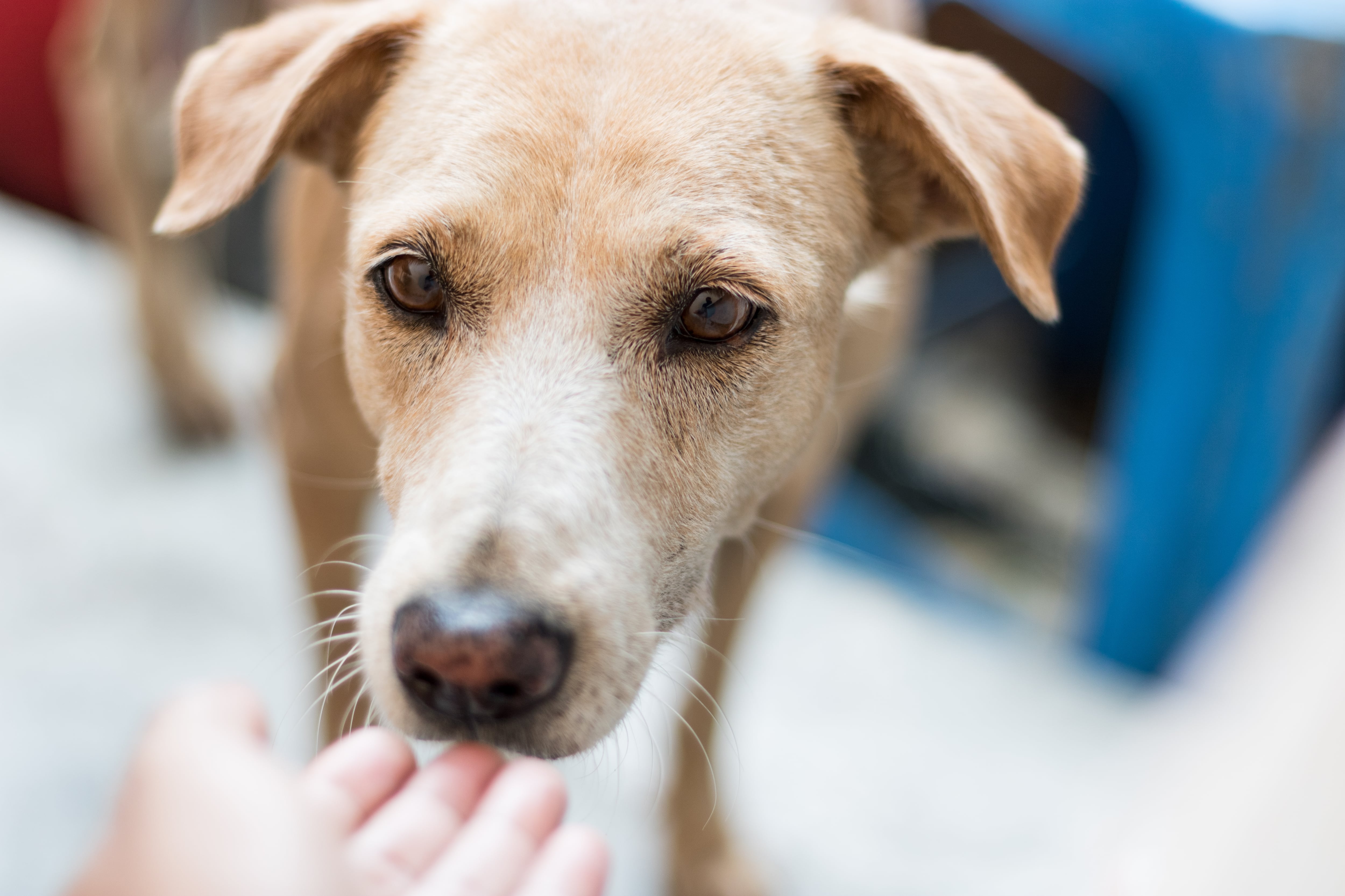 Caninantes: el programa que asiste a las mascotas de los migrantes venezolanos en la vía Bogotá-Girardot