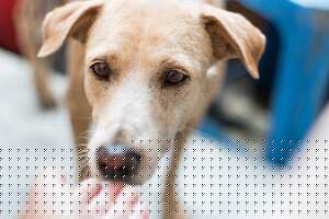 Caninantes: el programa que asiste a las mascotas de los migrantes venezolanos en la vía Bogotá-Girardot