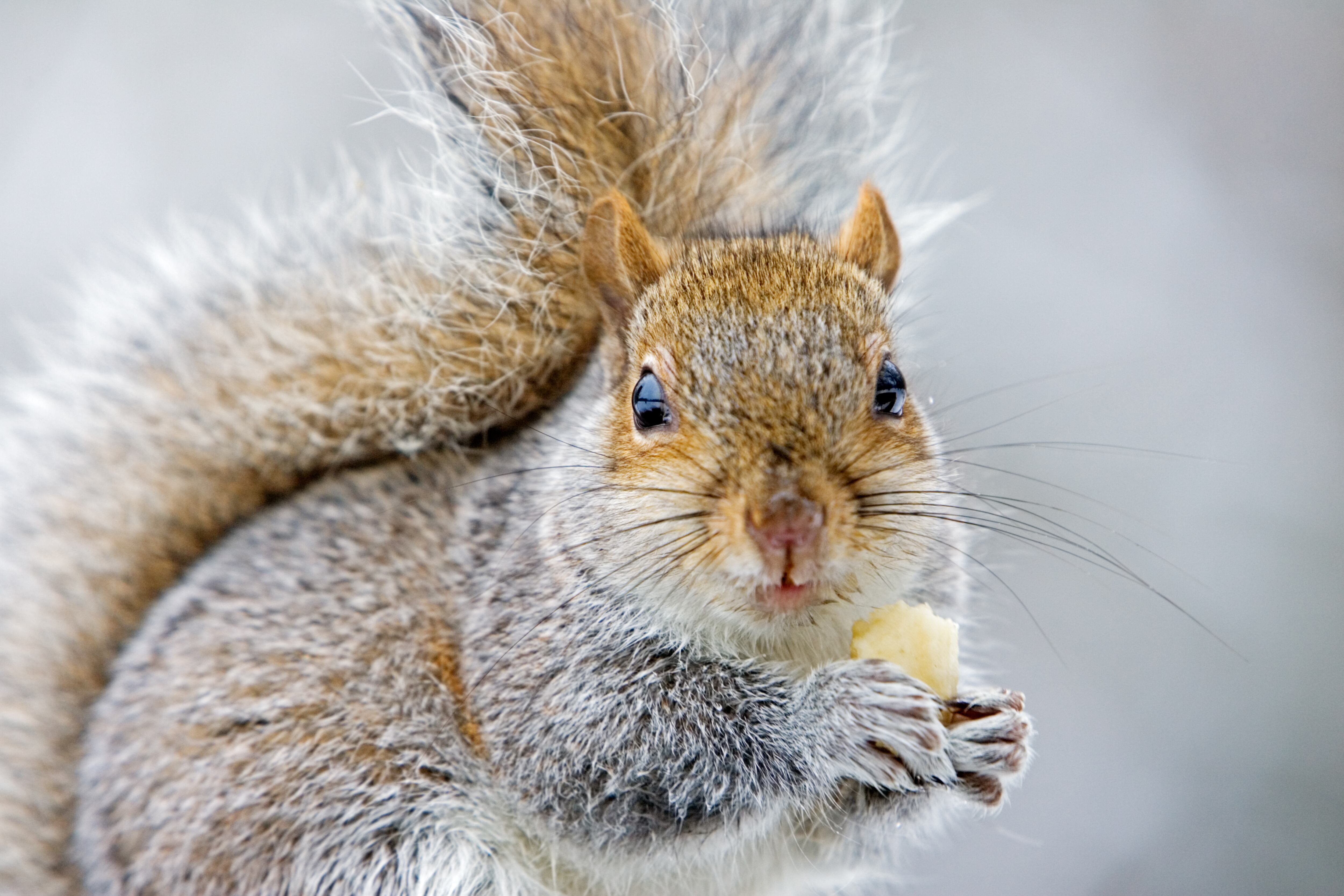 GREAT BRITAIN - FEBRUARY 08:  Grey squirrel eats banana from rubbish bin in Hampstead Heath, London, United Kingdom