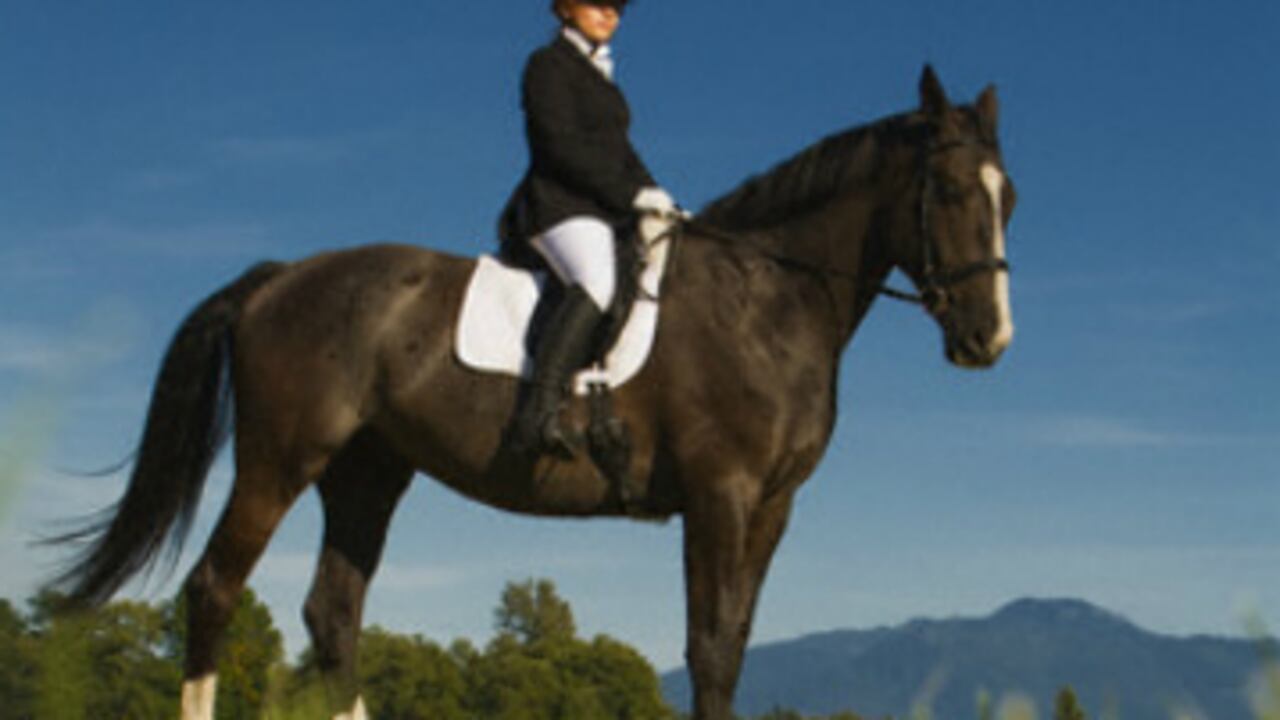 El precio de un caballo debe oscilar entre los $40 millones y los $120 millones.