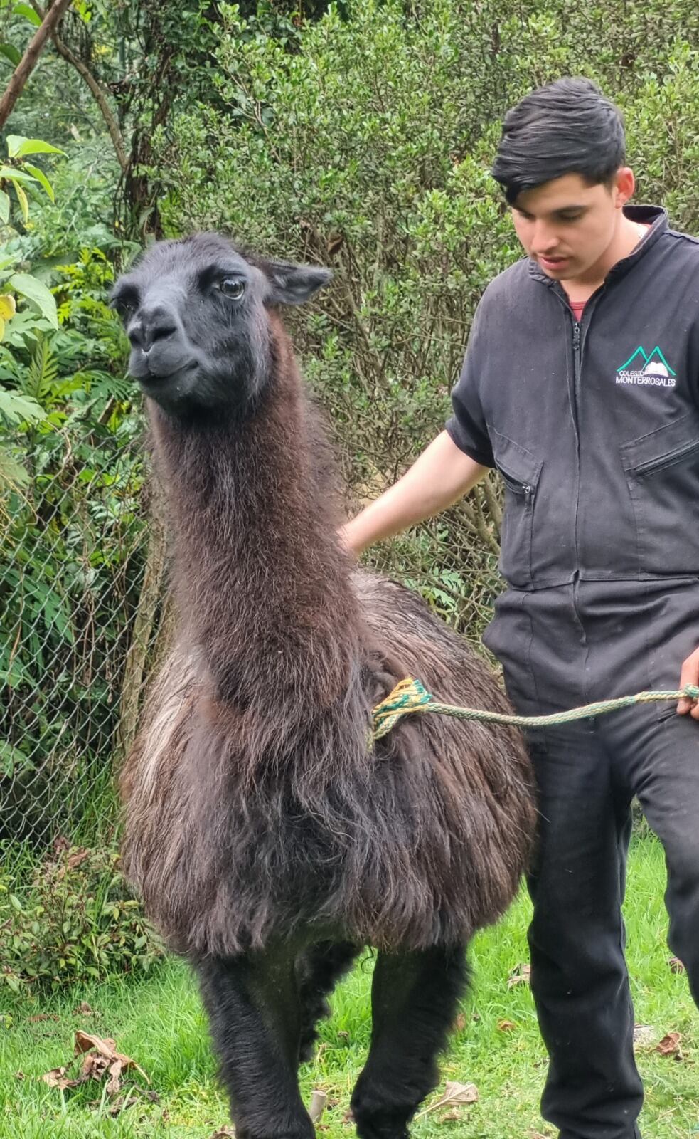 Candelario ahora tiene una condición de 3.3/5 y ostenta un pelaje muy bien cuidado