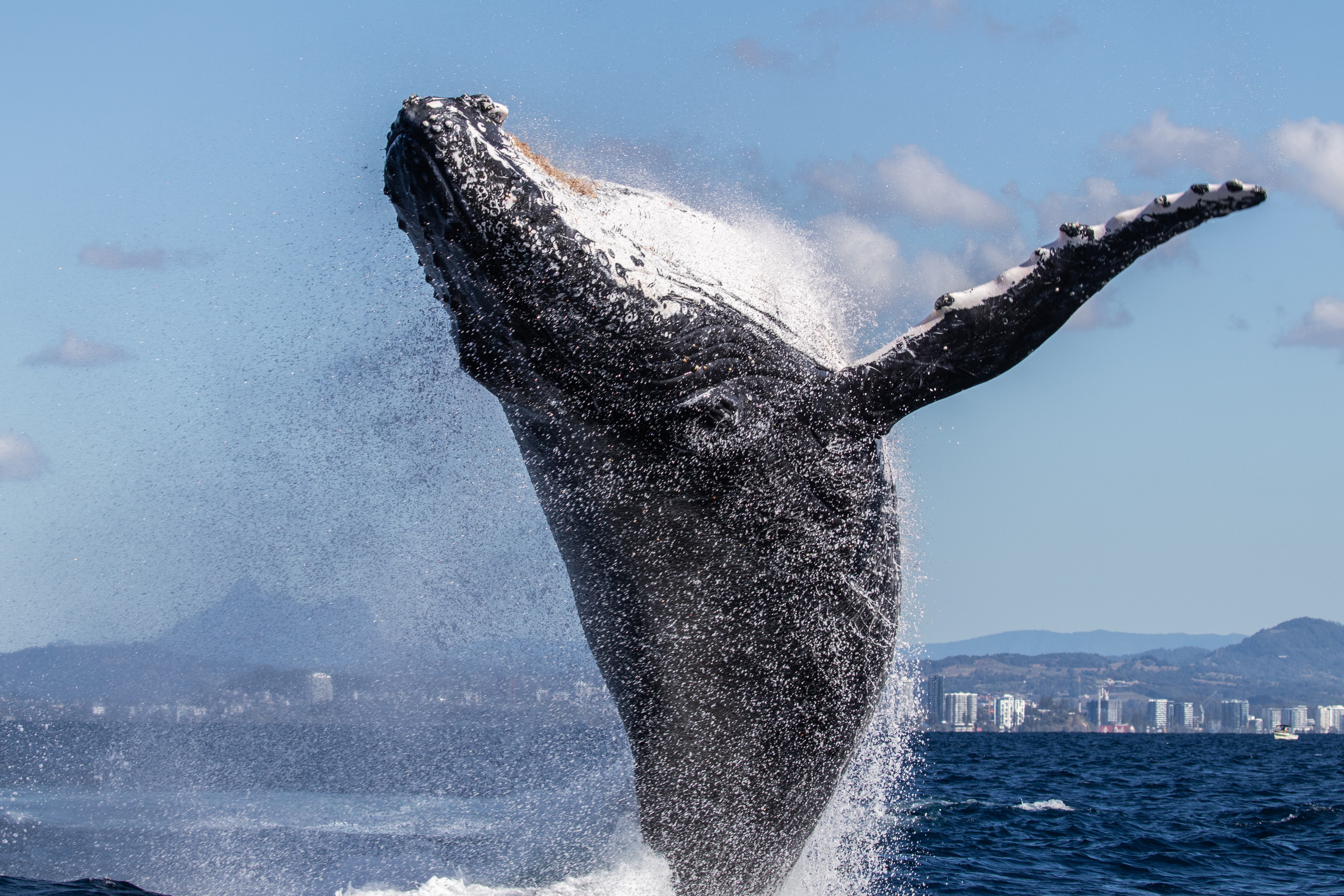Bahía Solano se alista para recibir a las ballenas jorobadas que estarían  próximas a visitar el Pacífico colombiano