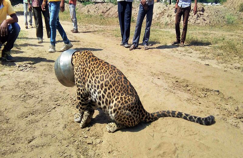 Un leopardo con su cabeza metida en un recipiente es observado por la comunidad. Según los reportes se quedó atascada después de que el animal bebió agua de allí. Las autoridades de Rajsamand, India, anunciaron que le quitarán el recipiente. 