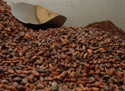 El Gobierno estudia la posibilidad de direccionar recursos del Incentivo a la Comercialización de Cacao a renovación de cultivos.