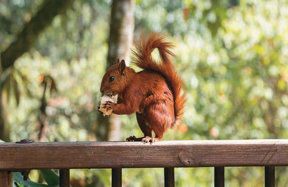 La ardilla es uno de los roedores que habita en este parque de 17 hectáreas.