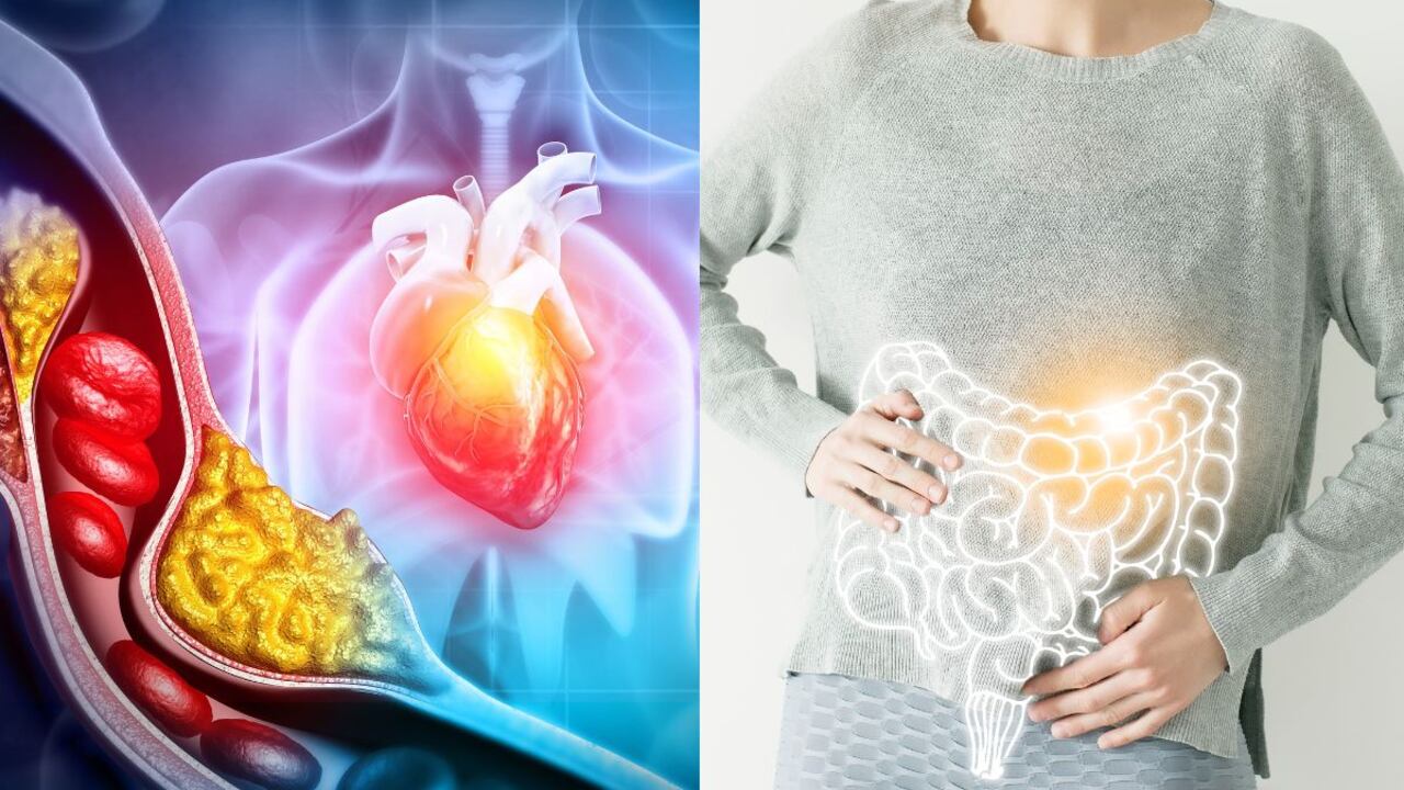 Colesterol y salud digestiva.