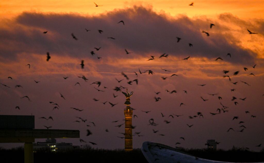 Los pájaros vuelan sobre Siegessaule (Columna de la Victoria de Berlín) durante la puesta de sol en Berlín, Alemania, el 20 de diciembre de 2023. (Foto de Halil Sagirkaya/Anadolu vía Getty Images)