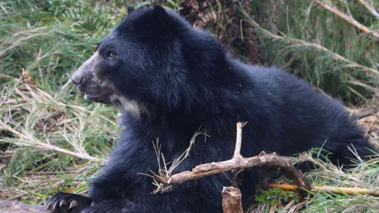 El oso de anteojos es un importante dispersor de semillas. Foto: Fundación Santuario Oso de Anteojos