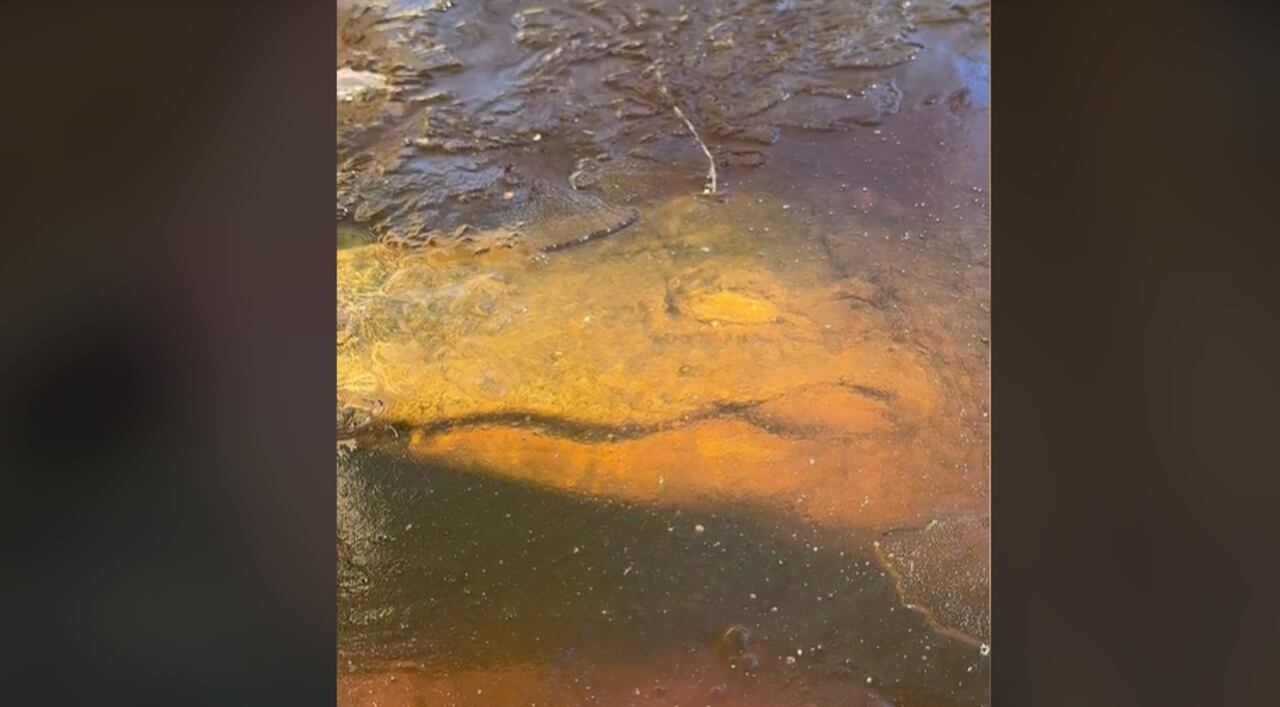 El parque cuenta con 12 caimanes que, de acuerdo con evaluaciones de funcionarios estatales de vida silvestre, no pueden volver a vivir en la naturaleza, a menudo porque han sido alimentados por seres humanos, dijo el gerente general George Howard en una entrevista telefónica el martes.