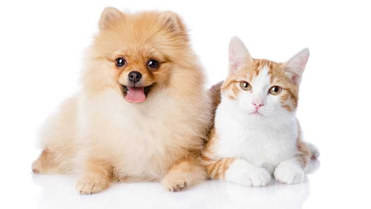 Perro o gato ¿cuál escoges?