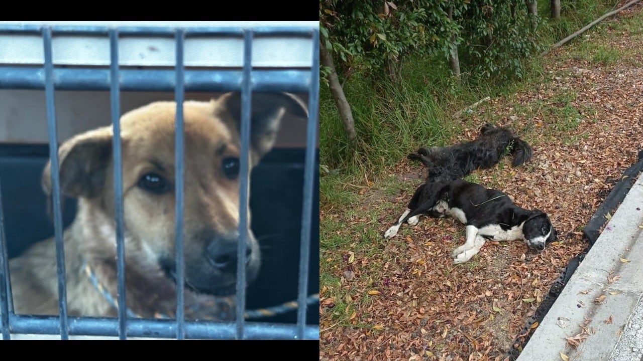 Son varios los casos que se han registrado en Tenjo.