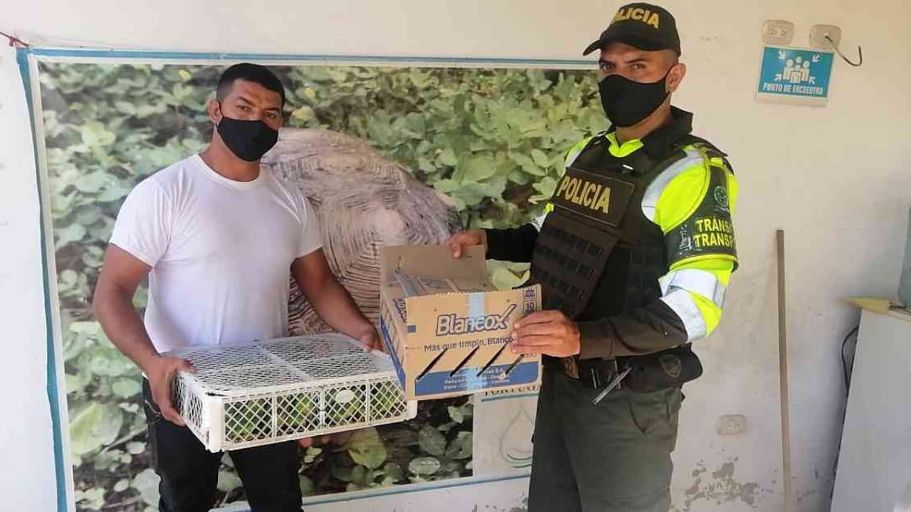 La mitad de los animales incautados corresponde a adultos y la otra mitad son polluelos. Foto: Corpocesar