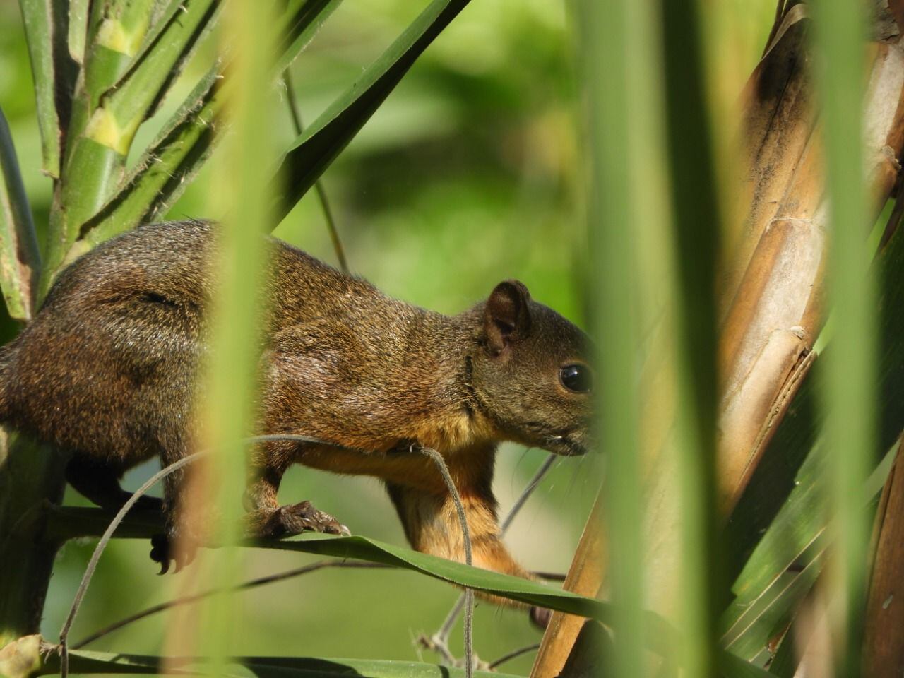 Corporación Autónoma Regional del Valle del Cauca