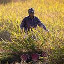 Sancionaron ley de financiamiento para productores agropecuarios
