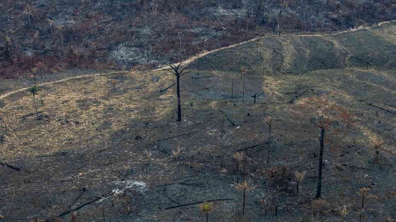 Los incendios en la Amazonia brasileña son graves causantes de la pérdida de bosque. Foto: Greenpeace.