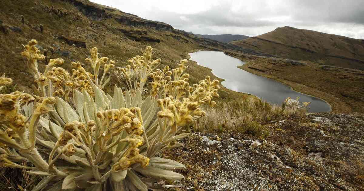 El páramo de Pisba es uno de los ecosistemas de páramo más importantes del país. Foto: Archivo /Semana. 