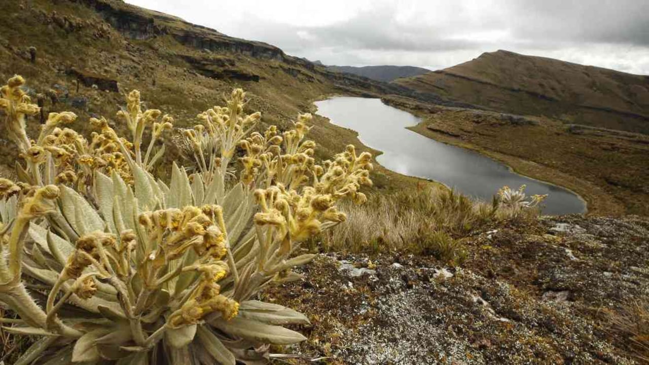 Predios privados que se encuentren al interior de páramos, parques naturales y humedales serán adquiridos en Boyacá para su preservación. Foto: archivo /Semana.