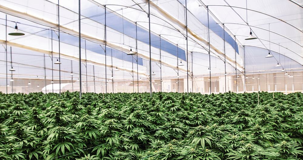 El debate del cannabis de uso adulto volvió a revivirse en el Congreso.