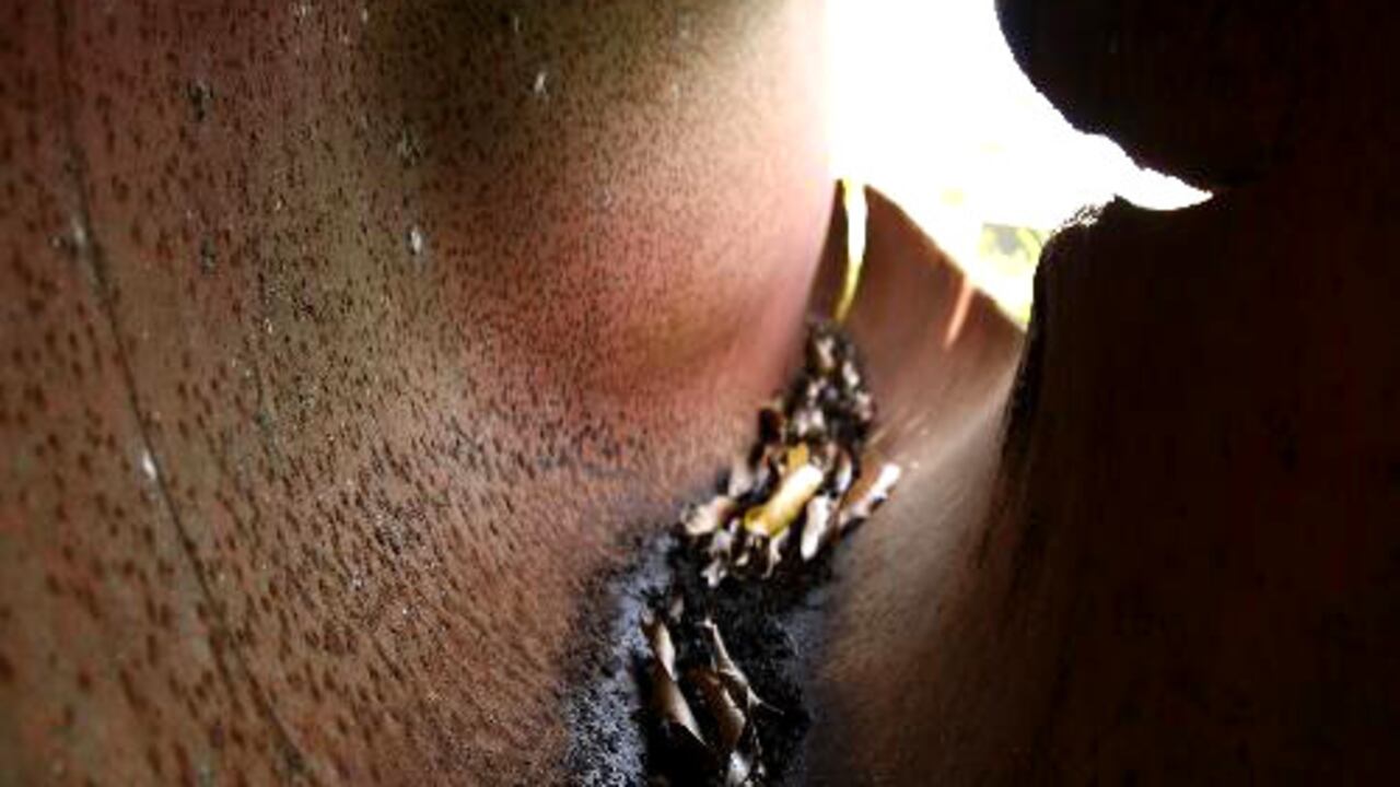 De momento, las autoridades no han atribuido este atentado a ningún grupo ilegal, pero en esa zona tienen una fuerte presencia las Fuerzas Armadas Revolucionarias de Colombia (FARC) y en menor proporción el Ejército de Liberación Nacional (ELN).