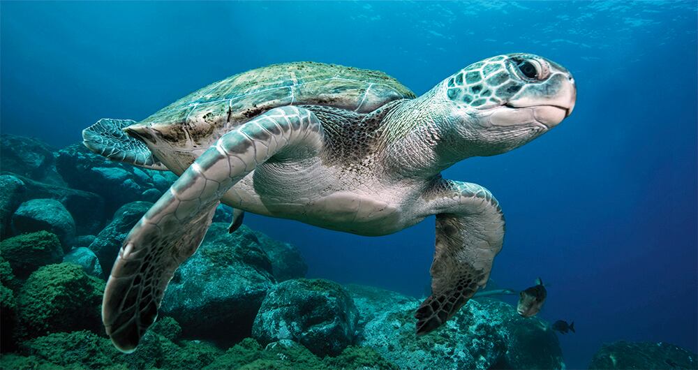 Foto referencia tortugas.