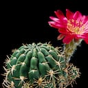 El catus florece en determinadas épocas del año.