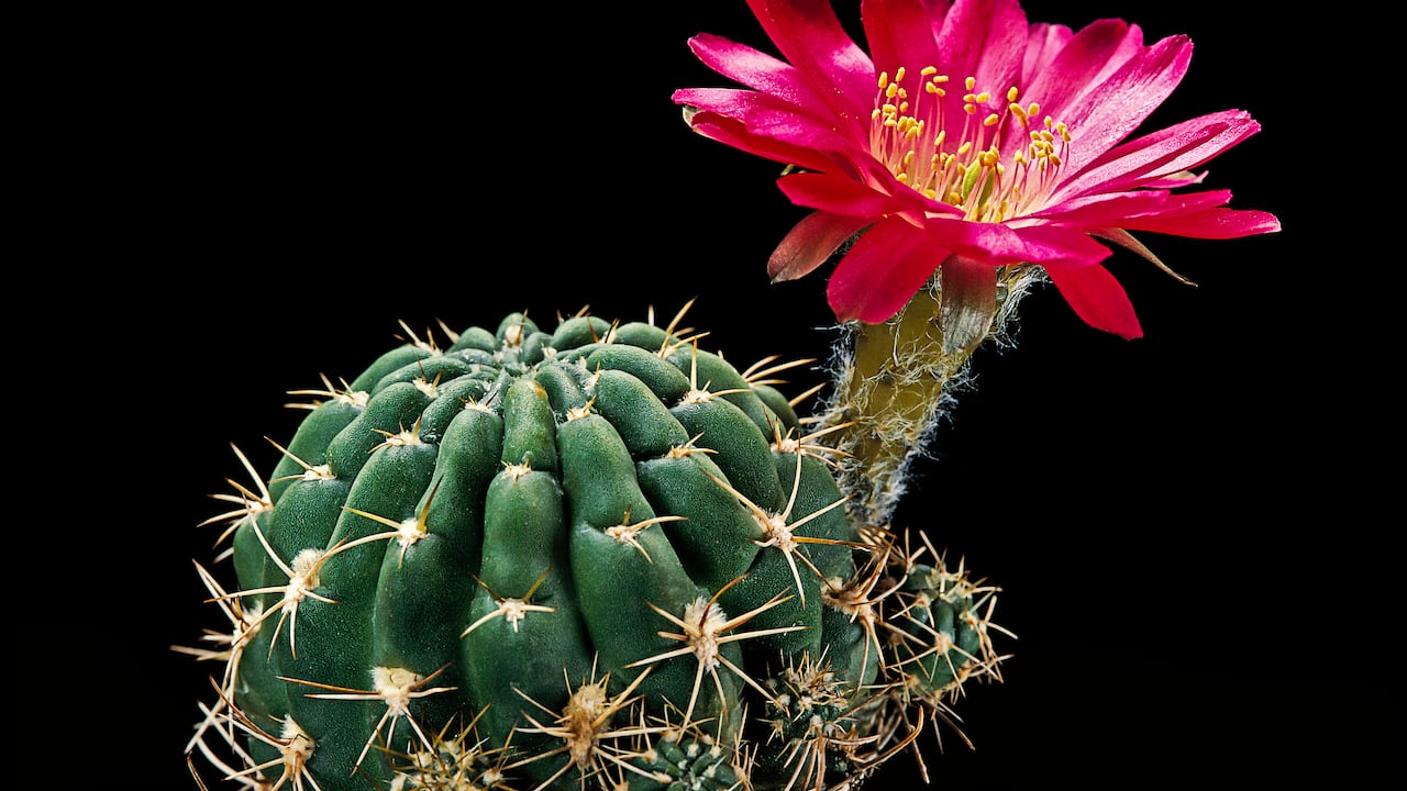 El catus florece en determinadas épocas del año.