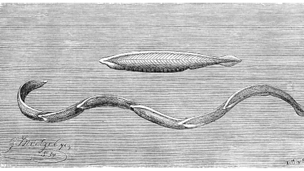 Miden casi dos metros de largo y es uno de los peces de aguas profundas de mayor tamaño, con un aspecto muy peculiar de mandíbulas abiertas con colmillos, ojos grandes, cuerpo largo y resbaladizo y una aleta en forma de vela.