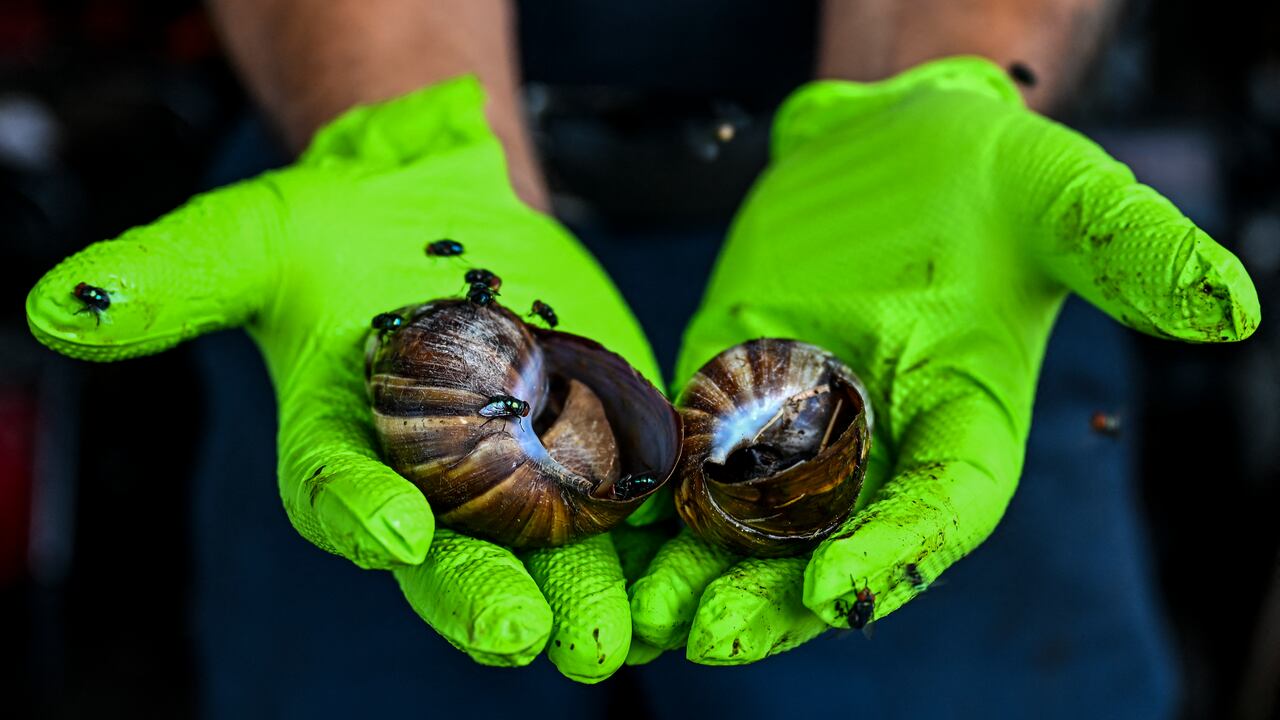 Habitantes de la Florida sostienen al caracol gigante.