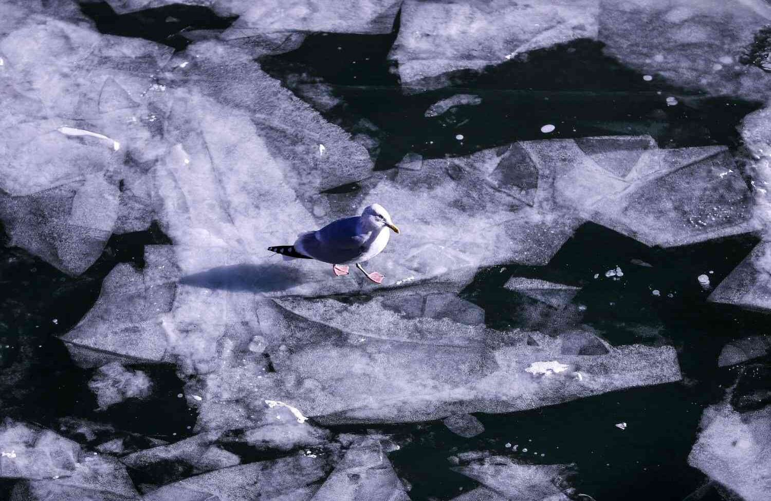 Los residentes de Chicago, al oeste de los Estados Unidos, se vieron afectados por el severo frío causado por una tormenta de nieve en el noreste del país. La vida casi se paraliza en Chicago debido a la nieve, la más pesada de la región durante años, con las calles y callejones de la ciudad completamente deseserticos. (Bilgin S. Sasmaz - Agencia de Anadolu).