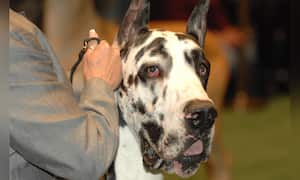 Los dos perros eran propiedad de una pareja que había salido de vacaciones y había dejado a los animales al cuidado de un familiar que no los sabía manejar de forma adecuada.