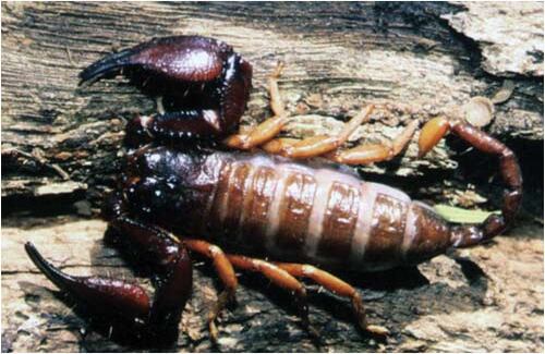 El Alacrán, de la familia Liochelidae, se encuentra en todas las regiones de Colombia, menos en la Orinoquía. Aunque aún no está en peligro de extinción, sí es una especie amenazada.  A pesar de no ser venenosa es muy temida, sin embargo esa no es su principal amenaza, pues el animal es perseguido para ser objeto de exhibición en llaveros o souvenirs.