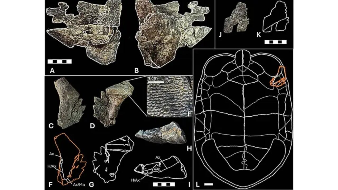 Restos paleontológicos asignados al género Basilemys, recuperados en la Formación Frontier.