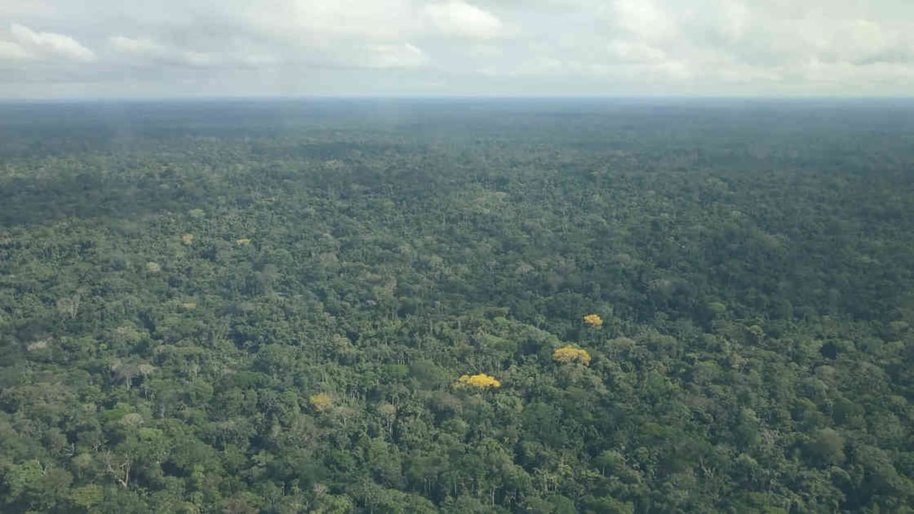 Colombia está en el listado de los 10 países más afectados por la deforestación. Foto: Jhon Barros.