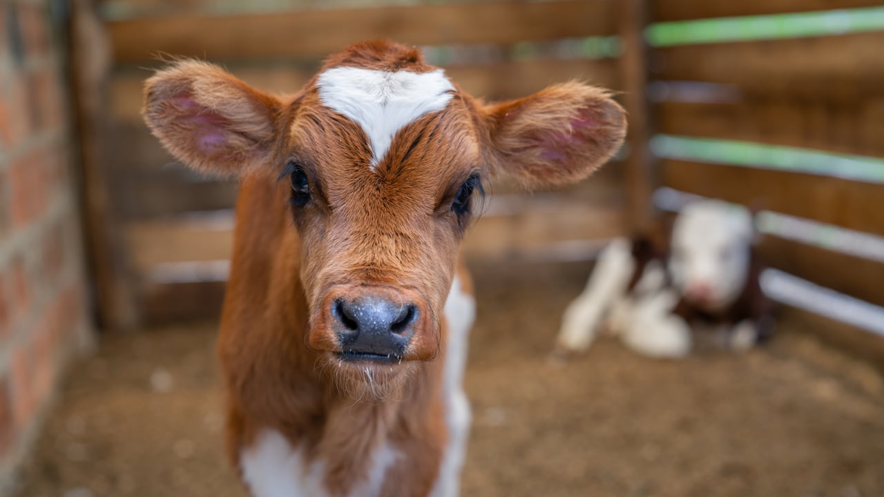 Imagen de referencia, no corresponde al caso en mención.