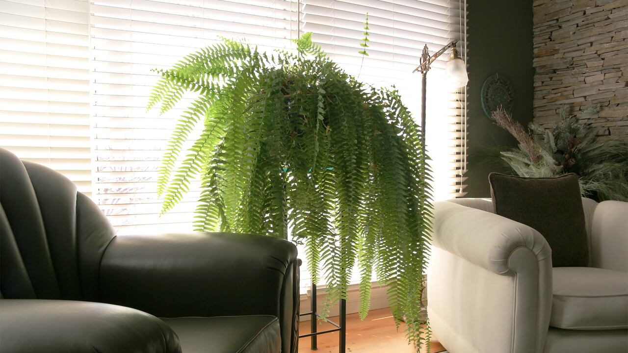 Descubra cómo la frescura y vitalidad de un helecho pueden revitalizar un espacio, especialmente cuando se coloca en áreas estratégicas del hogar.