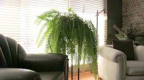 Se exploran las paletas de colores y formas recomendadas por el Feng Shui para las macetas de helechos, maximizando los beneficios energéticos en el hogar.