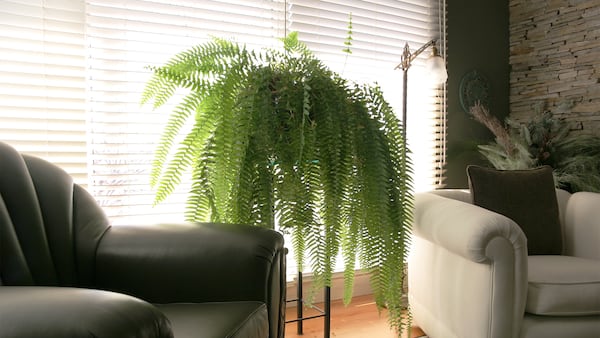 Se exploran las paletas de colores y formas recomendadas por el Feng Shui para las macetas de helechos, maximizando los beneficios energéticos en el hogar.