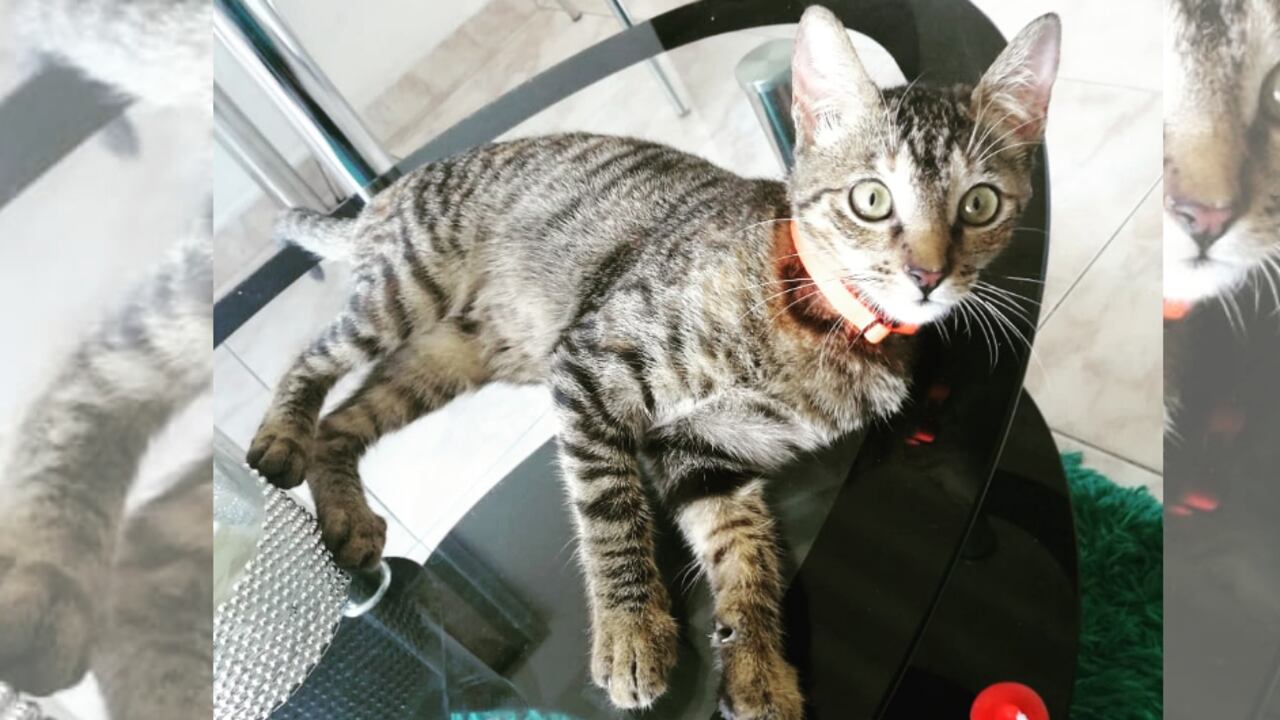 Noa, la gata de Patricia Vera y Julián Redondo, apareció muerta el 1 de diciembre en el conjunto residencial Los Ocobos, primera etapa.