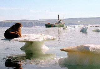 El deshielo en los polos ha contribuido a que el nivel de los mares se haya incrementado en los últimos años. La información satelital muestra que desde 1978 el hielo del ártico se ha replegado 2,7 por ciento en cada década. En la antártica, unos 15,000 kilómetros cuadrados se han perdido en los últimos 50 años