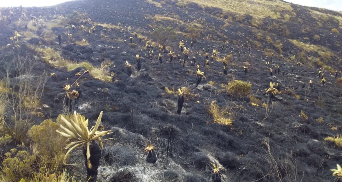 Incendio en páramo de Santurbán, febrero 2021.