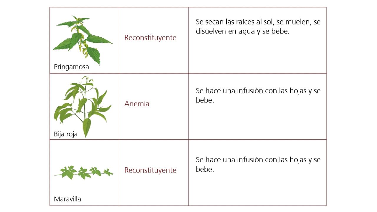 Vademécum de plantas medicinales Wayúu