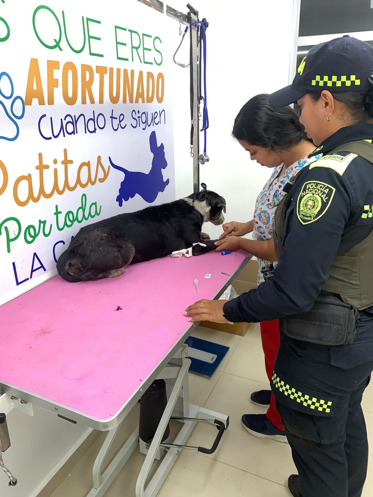 "La Chanda", es una víctima de maltrato animal