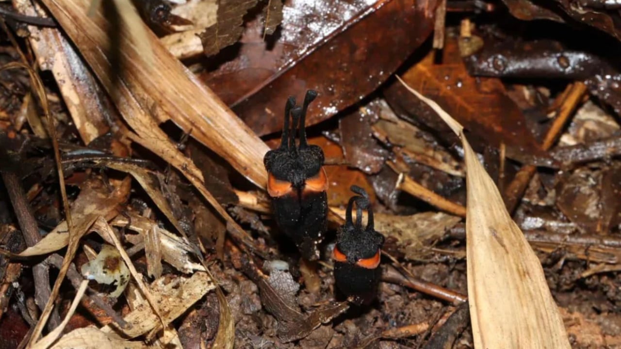 La nueva especie pasa gran parte de su vida escondida y solo aparece cuando florece.