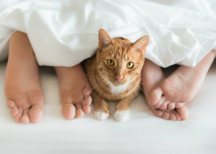 Cero mascotas: por mucho que amemos a nuestros amigos de cuatro patas, estos no deben estar en la habitación cuando compartimos momentos íntimos con nuestra pareja. Las mascotas son territoriales, podrían ponerse celosas, ladrar o querer jugar; los gatos pueden saltar a la cama y caminar en ella. Foto: Stockbyte.
