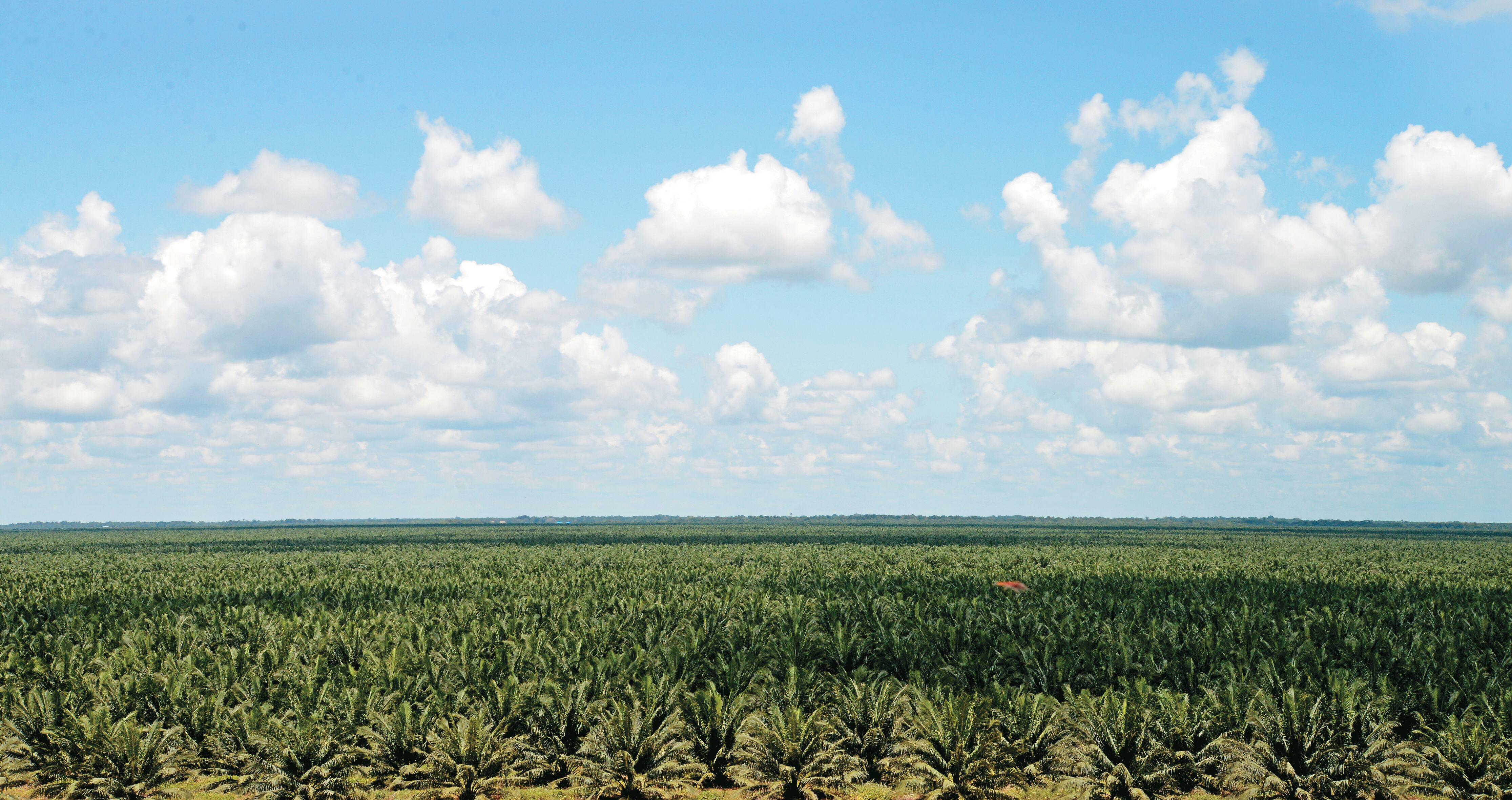 Especial Caribe, Oleoflores