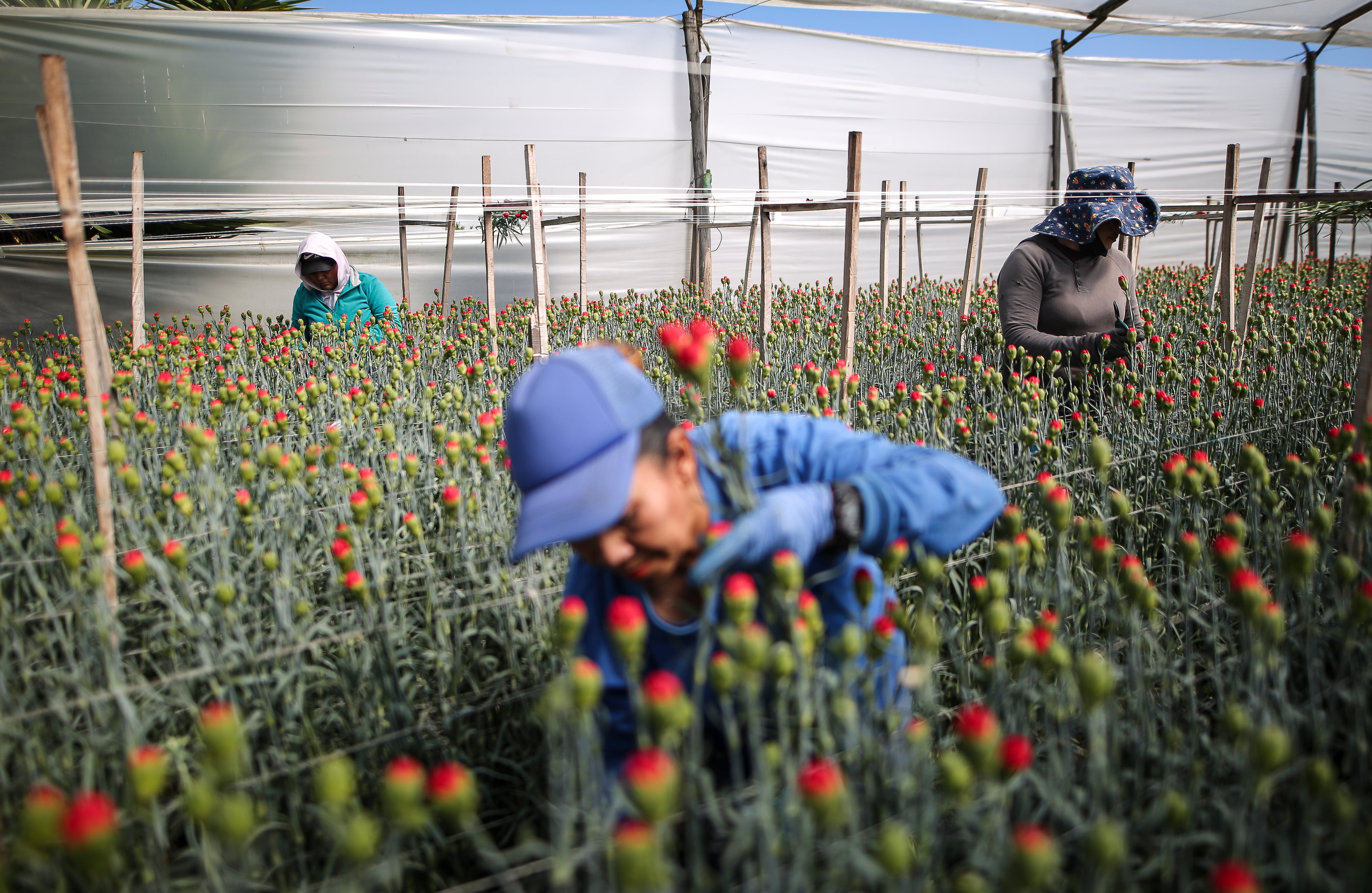 Flores, el regalo tradicional en el día de la madre