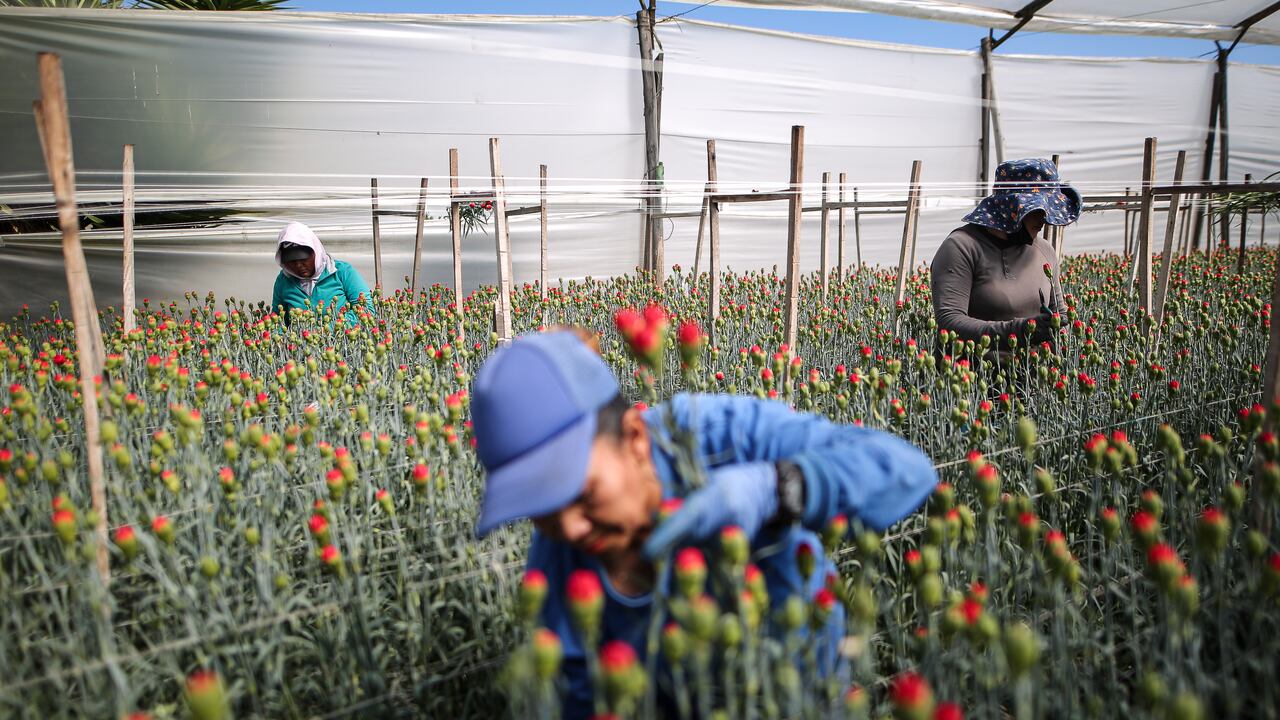 Las flores, en especial las rosas y claveles, son las más vendidas en esta jornada