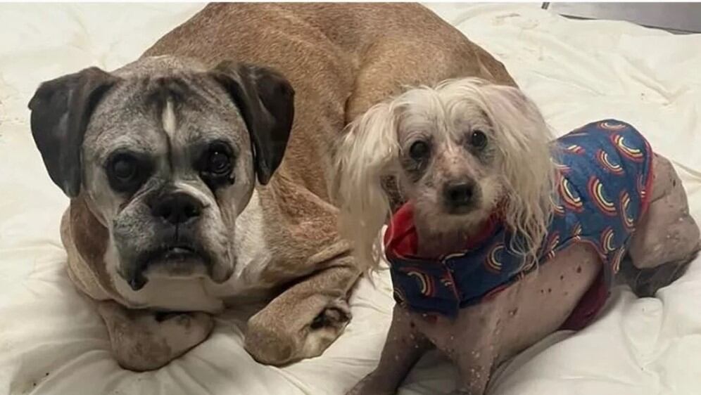 Los perritos buscan un hogar luego de que su dueño muriera